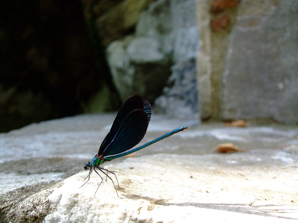 " Schlanker Schatten "