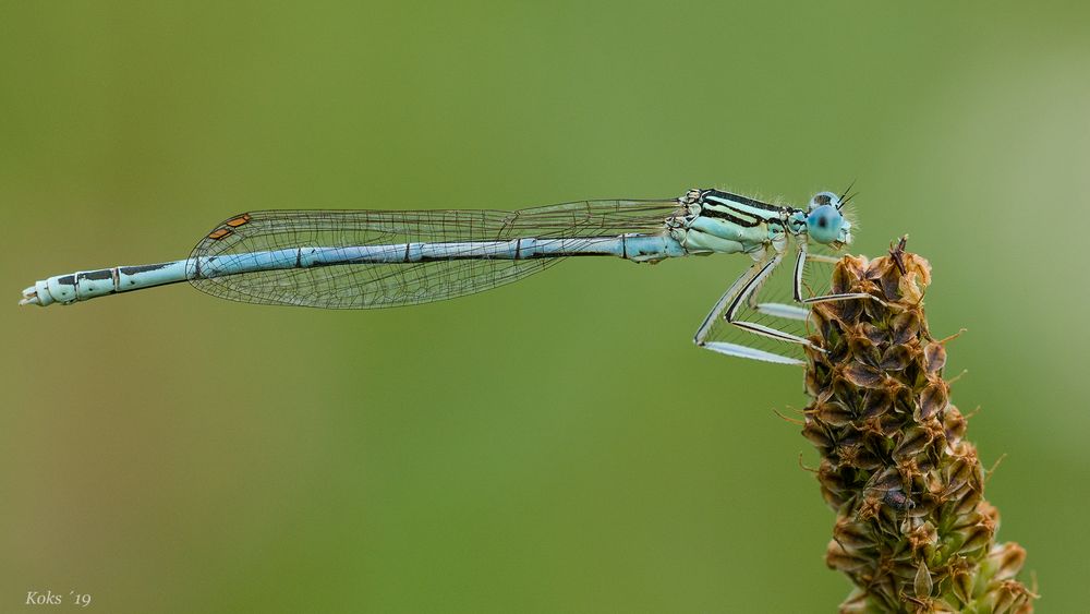 Schlankfliege