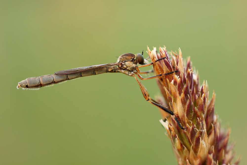 Schlankfliege