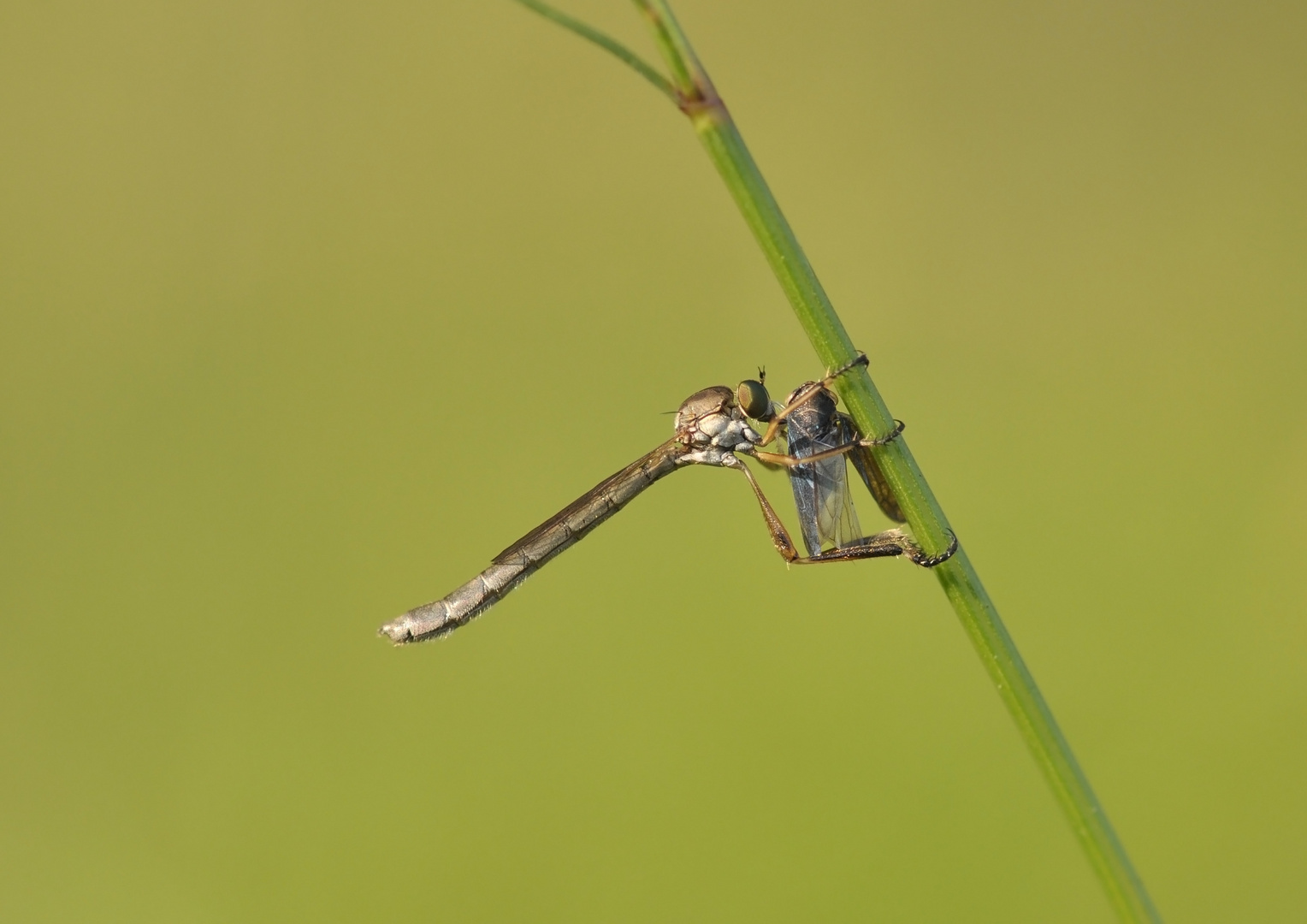 Schlankfliege ...