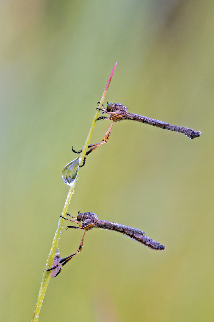 Schlankfliegen 