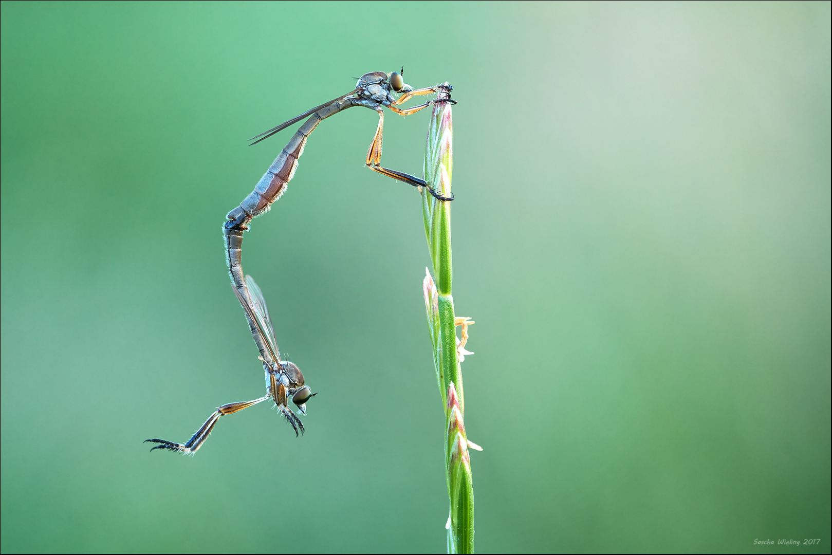 Schlankfliegen II