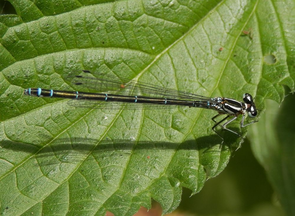 Schlanklibelle - Hufeisen-Azurjungfer (Coenagrion puella)