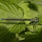 Schlanklibelle - Hufeisen-Azurjungfer (Coenagrion puella)