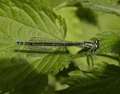 Schlanklibelle - Hufeisen-Azurjungfer (Coenagrion puella)