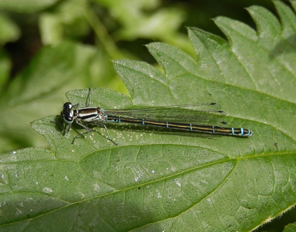 Schlanklibelle - Hufeisen-Azurjungfer (Coenagrion puella)