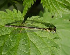 Schlanklibelle - Hufeisen-Azurjungfer-Weibchen (Coenagrion puella)