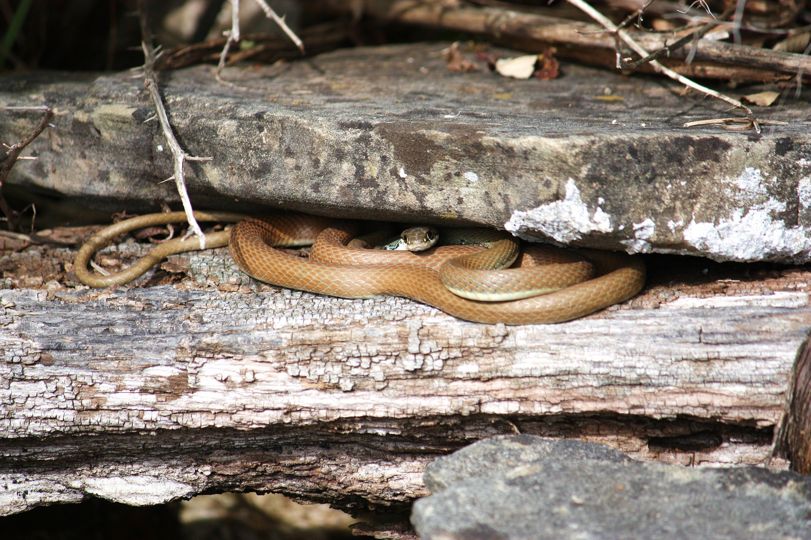 Schlanknatter    ( Platyceps najadum dahli )