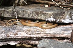 Schlanknatter    ( Platyceps najadum dahli )