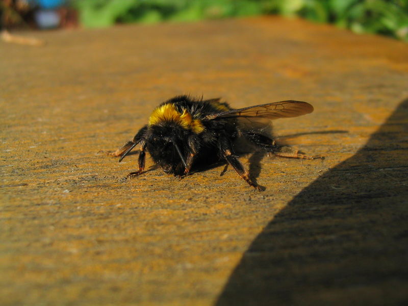 schlappe Hummel