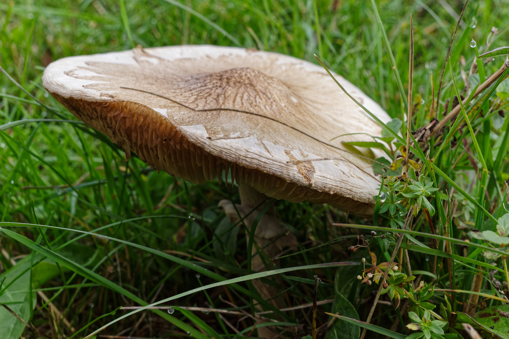 Schlapphut auf der Wiese