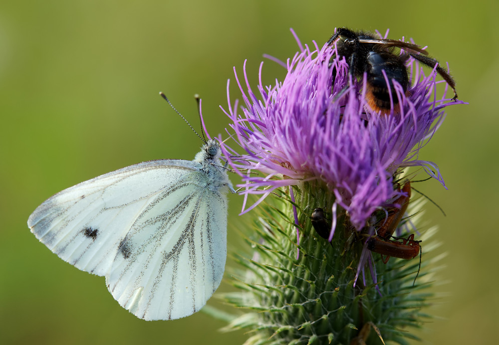 Schlaraffenland Distel