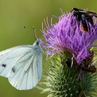 Schlaraffenland Distel