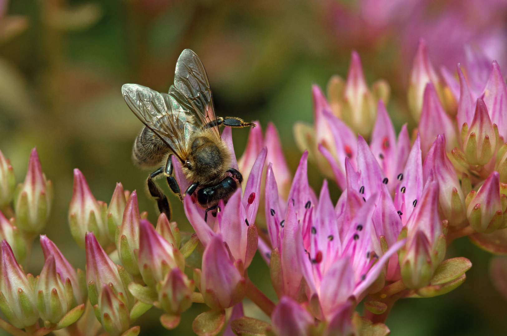 Schlaraffenland Foto & Bild spezial, makro, natur Bilder auf