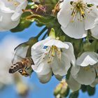 "Schlaraffenland für Bienen geöffnet!" - Im Alten Land . . .