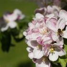 Schlaraffenland für eine Biene