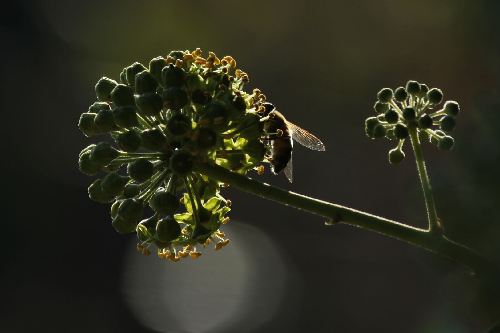 Schlaraffenland für Insekten