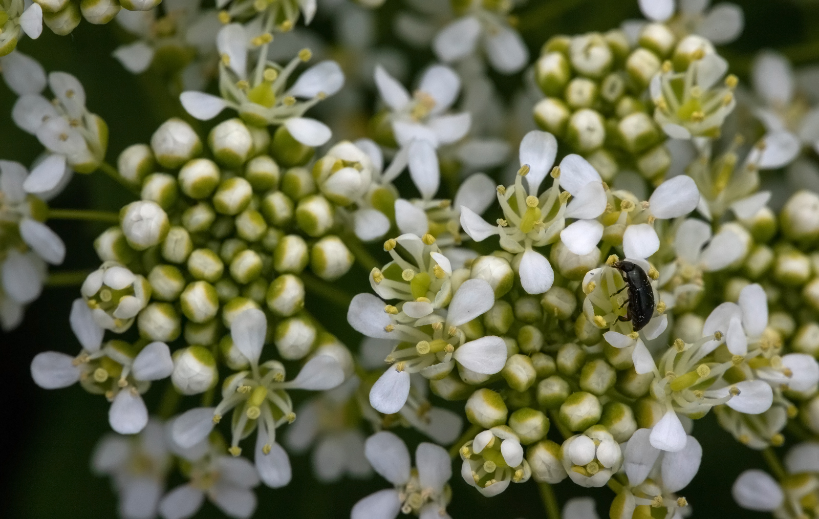 Schlaraffenland für Käfer