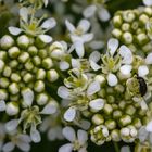 Schlaraffenland für Käfer