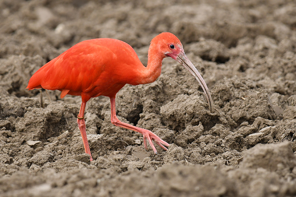 Schlarlachrotesichler (Roter Ibis)