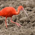 Schlarlachrotesichler (Roter Ibis)