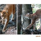 Schlau wie ein Luchs