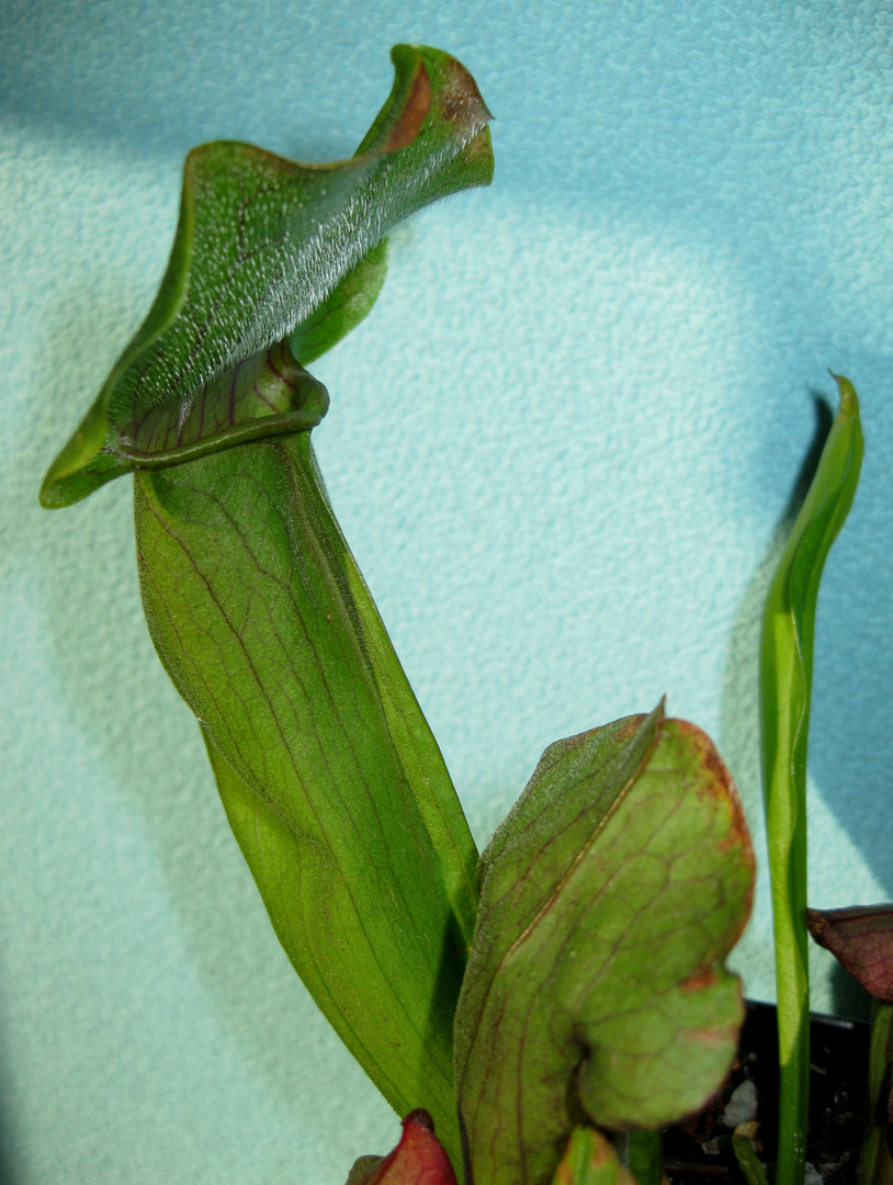 Schlauchpflanze (Sarracenia), 08.11.2020