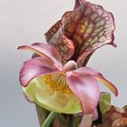 Schlauchpflanze - Sarracenia