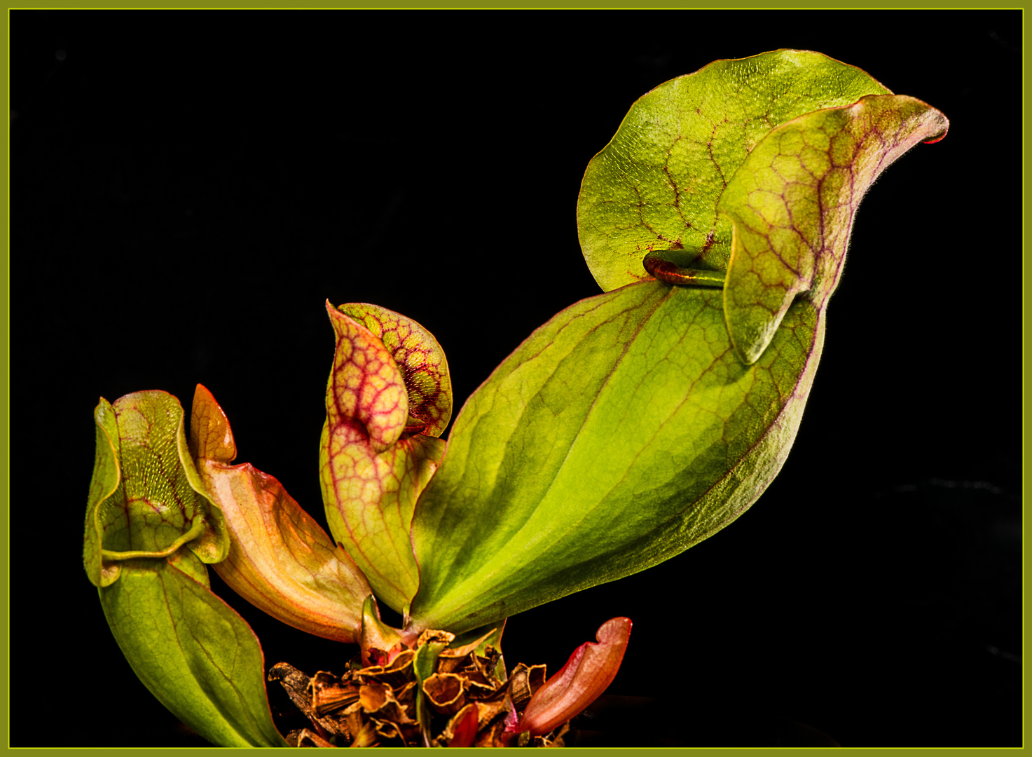 Schlauchpflanze, Sarracenia Hybride