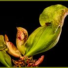 Schlauchpflanze, Sarracenia Hybride