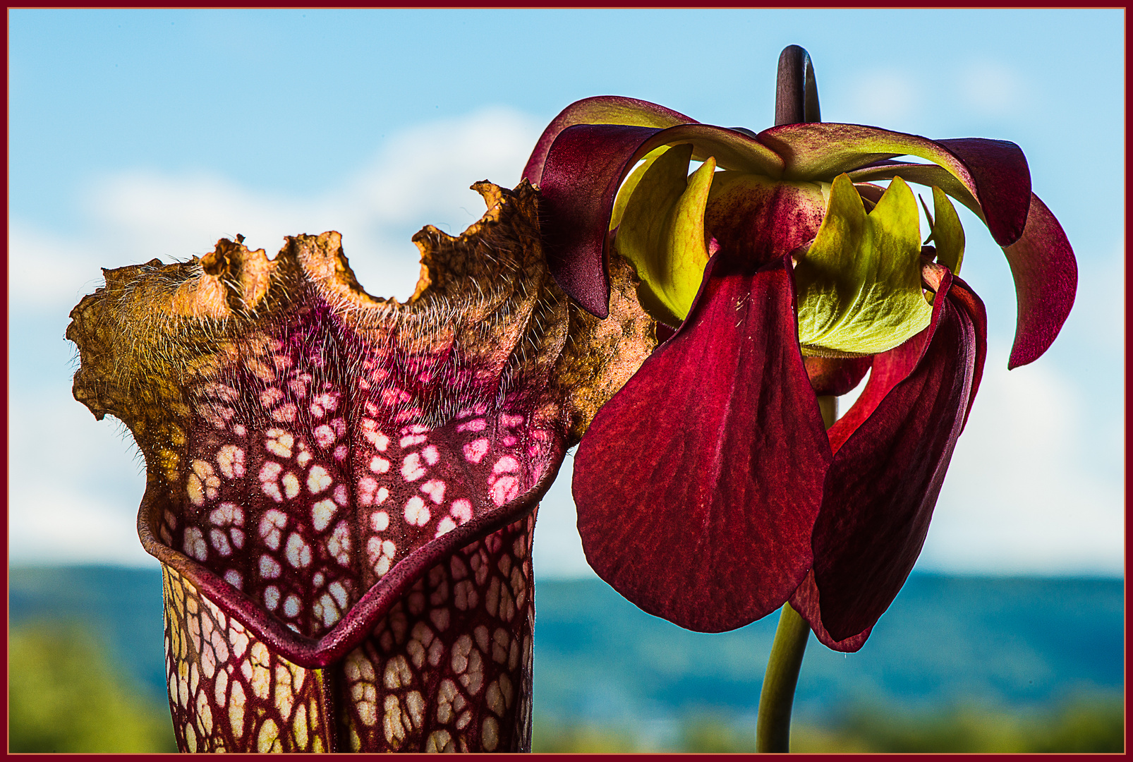 Schlauchpflanze und Blüte