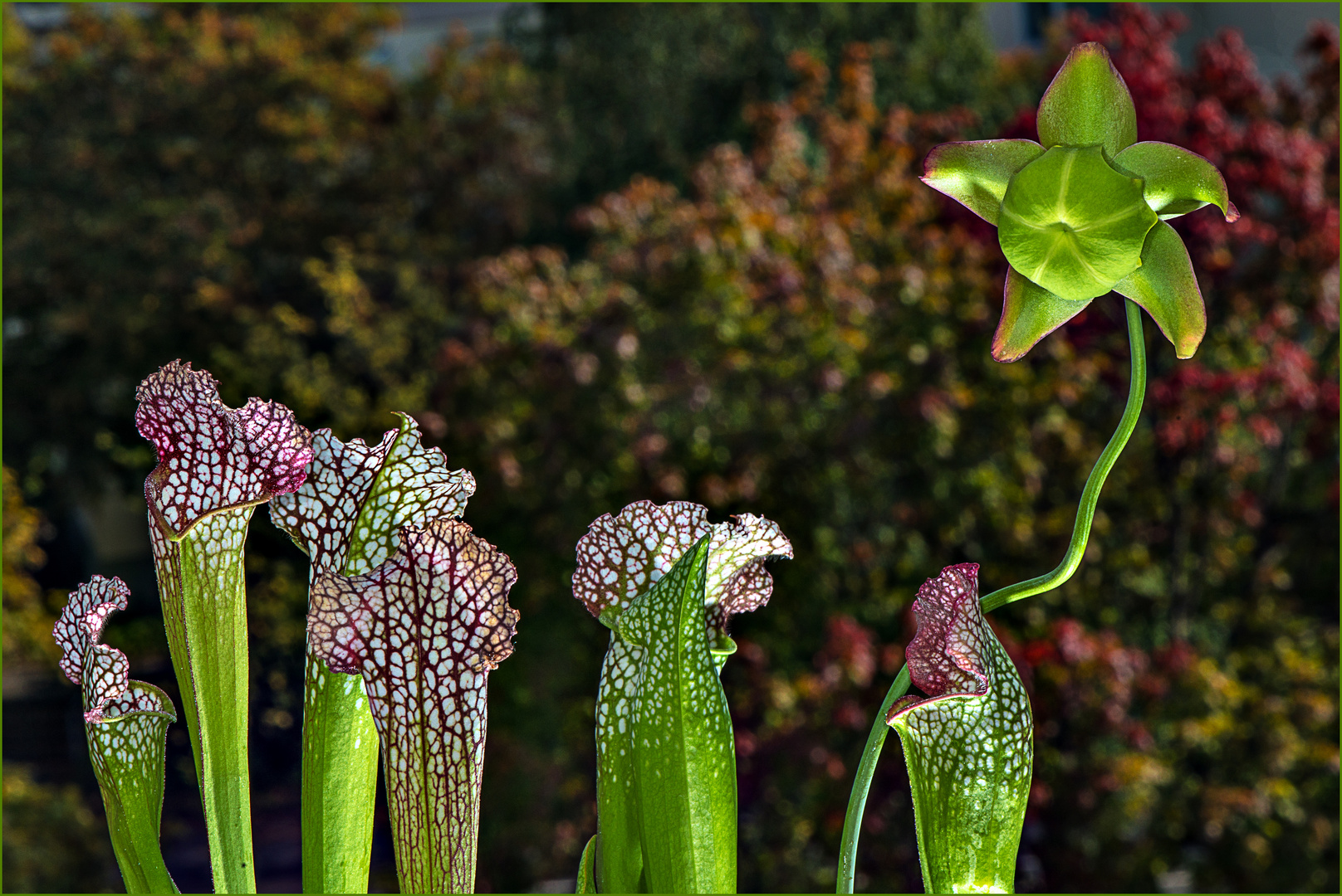 Schlauchpflanzen und Blüte 2