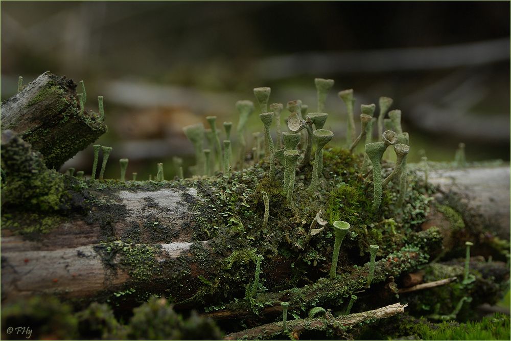 Schlauchpilze bzw. Trompetenflechte