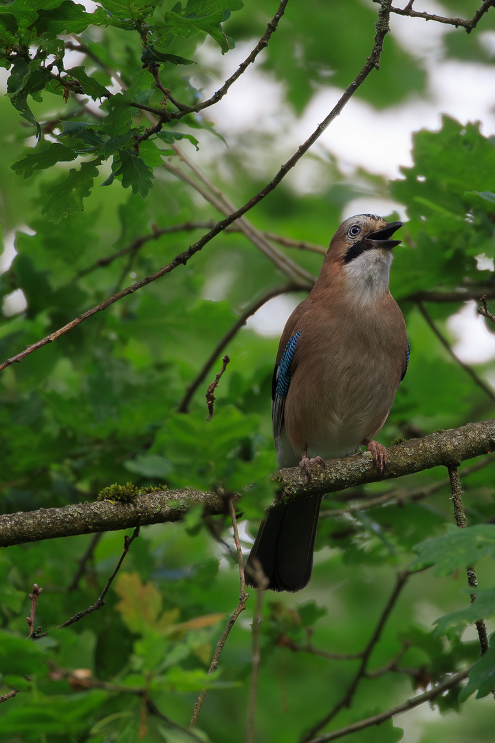 schlauer, bunter Rabenvogel