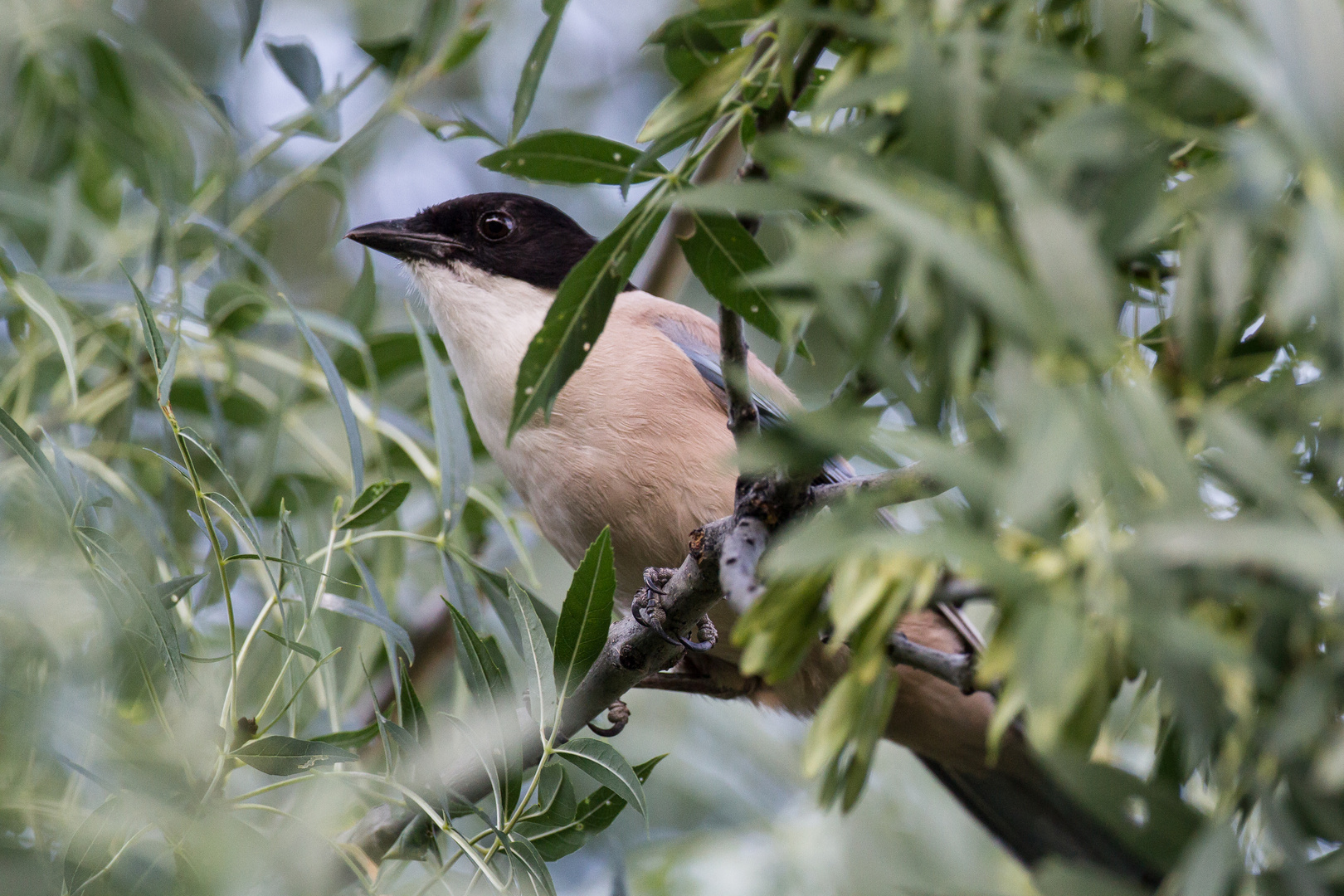 Schlauer Vogel