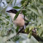 Schlauer Vogel