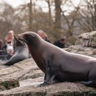 "schlecht erzogenes" Ohrenrobbenmädchen