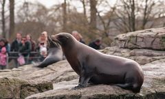 "schlecht erzogenes" Ohrenrobbenmädchen