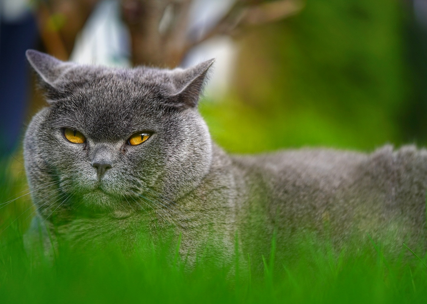 Schlecht gelaunt? Ein BK Kater aus der Nachbarschaft 