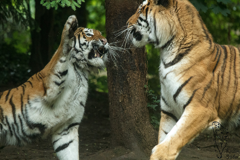 schlecht gelaunte Tigerin