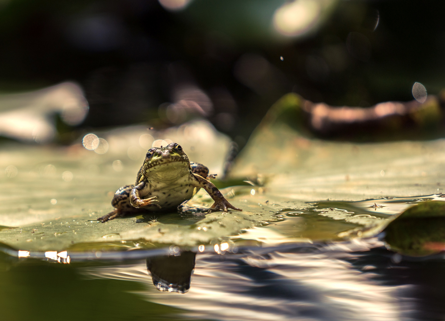 Schlecht gelaunter Frosch