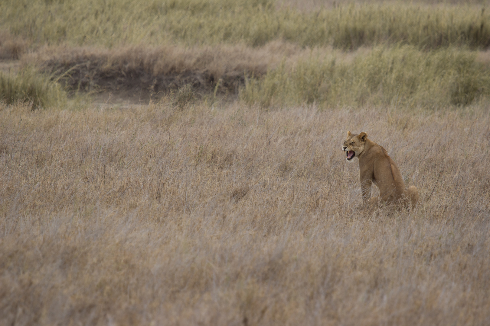 Schlecht gelaunter Löwe in der Serengeti