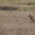 Schlecht gelaunter Löwe in der Serengeti