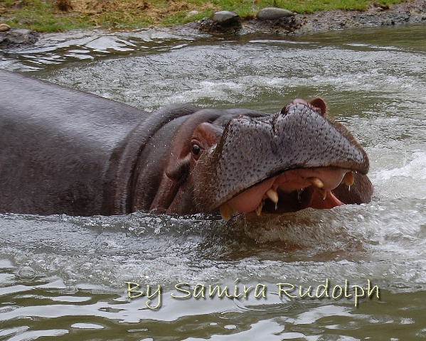 schlecht gelauntes Flusspferd