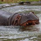 schlecht gelauntes Flusspferd