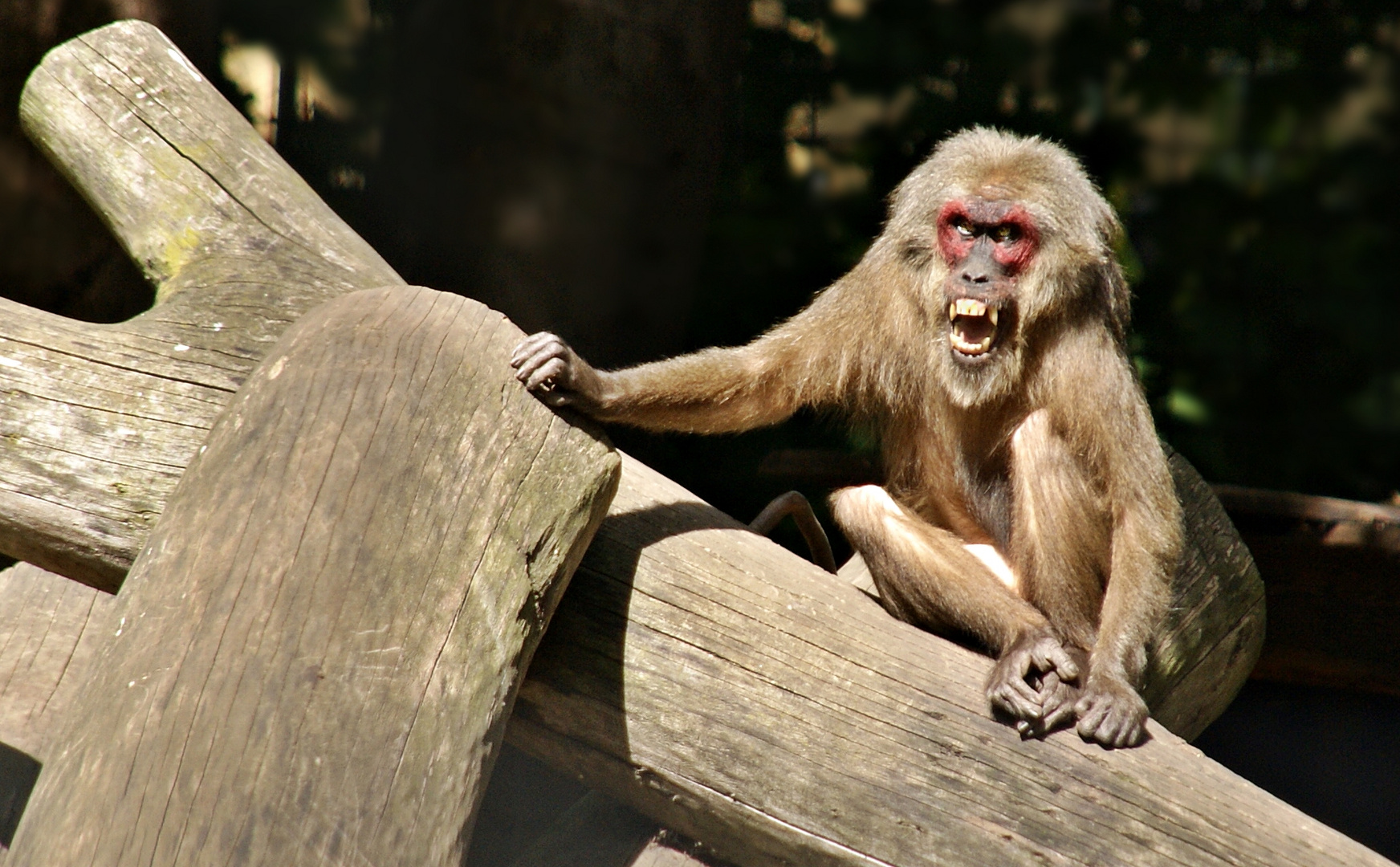 Schlechte Laune? Foto & Bild | tiere, zoo, wildpark Schlechte Laune? Foto & Bild | tiere, zoo, wildpark