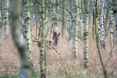 schlechte Tarnung - Glück für die Fotografin