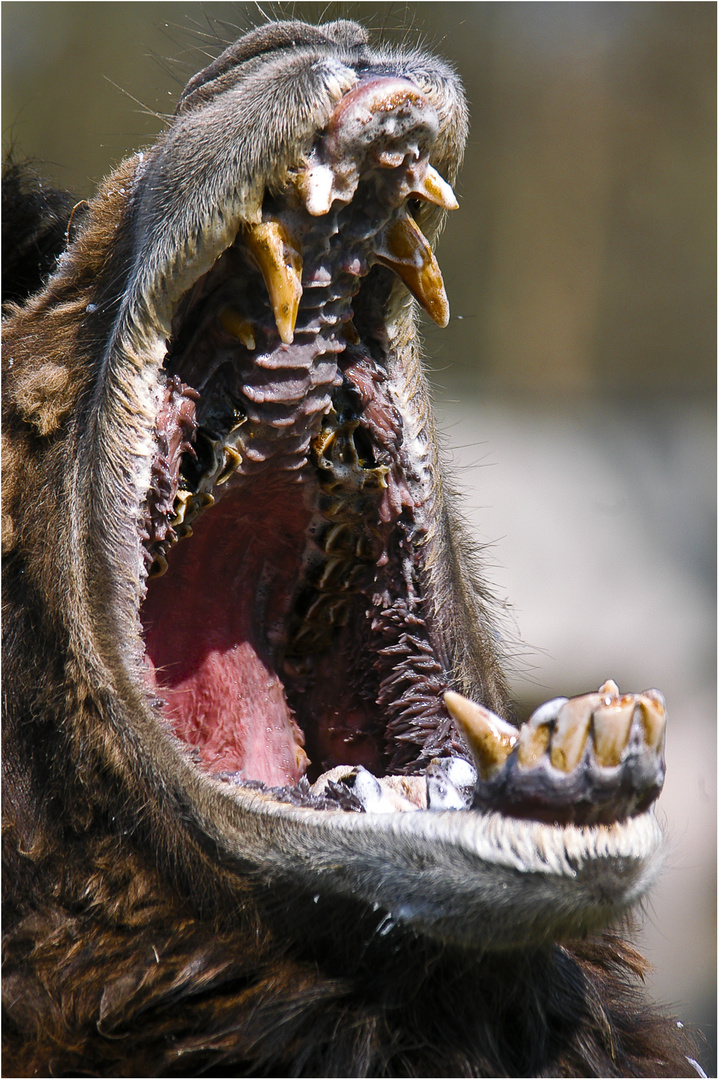 Schlechte Zahne Foto Bild Tiere Zoo Wildpark Falknerei Saugetiere Bilder Auf Fotocommunity