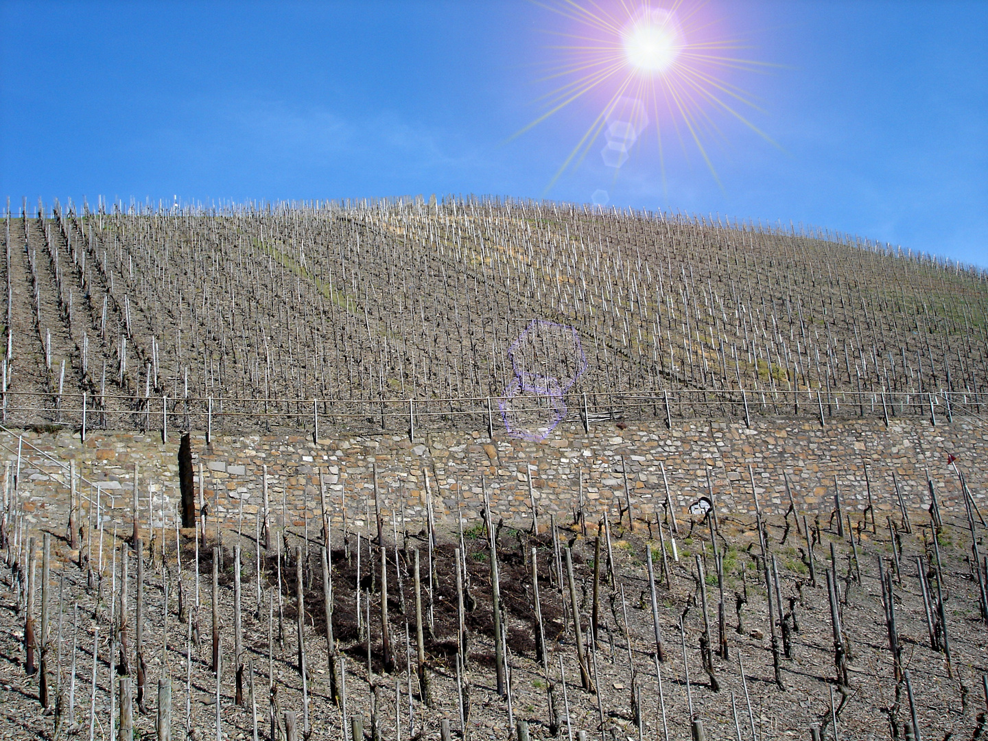 schlechter Jahrgang - Krausberg Ahr