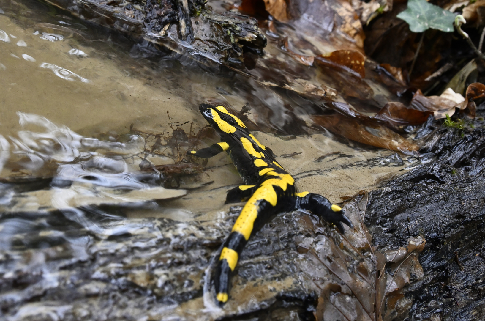 Schlechter Schwimmer